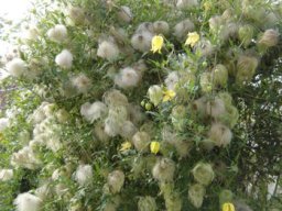 clematites_20211127_1926518419